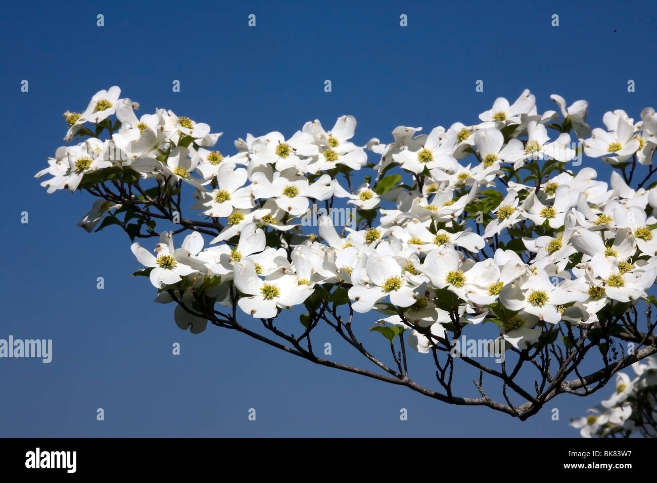 Blooming sanguinello tree Foto Stock