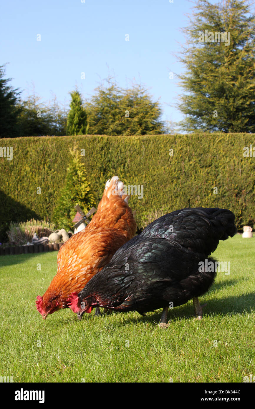 Galline allevate a terra in un giardino in U.K. Foto Stock