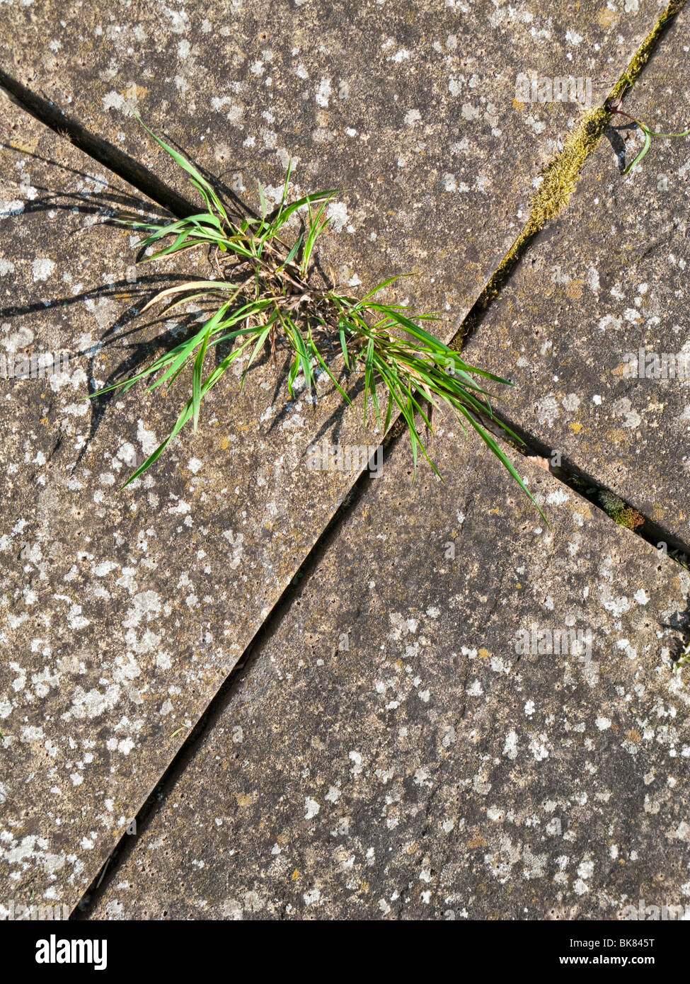 Comune di erbacce che crescono in fessure tra le lastre per pavimentazione Foto Stock
