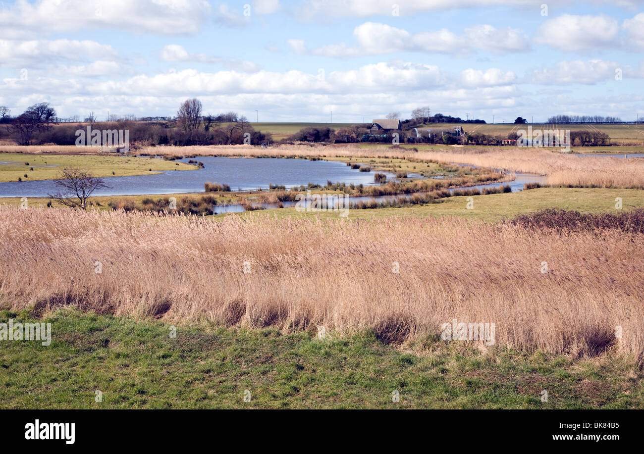 Allagato i campi delle paludi RSPB riserva naturale Boyton, Suffolk Foto Stock