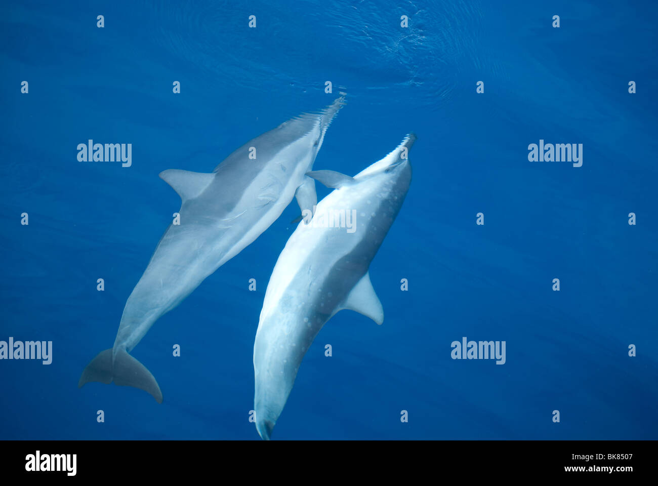 Due delfini nuotare nell'oceano pacifico vicino a Hawaii, durante la cerimonia di accoppiamento Foto Stock