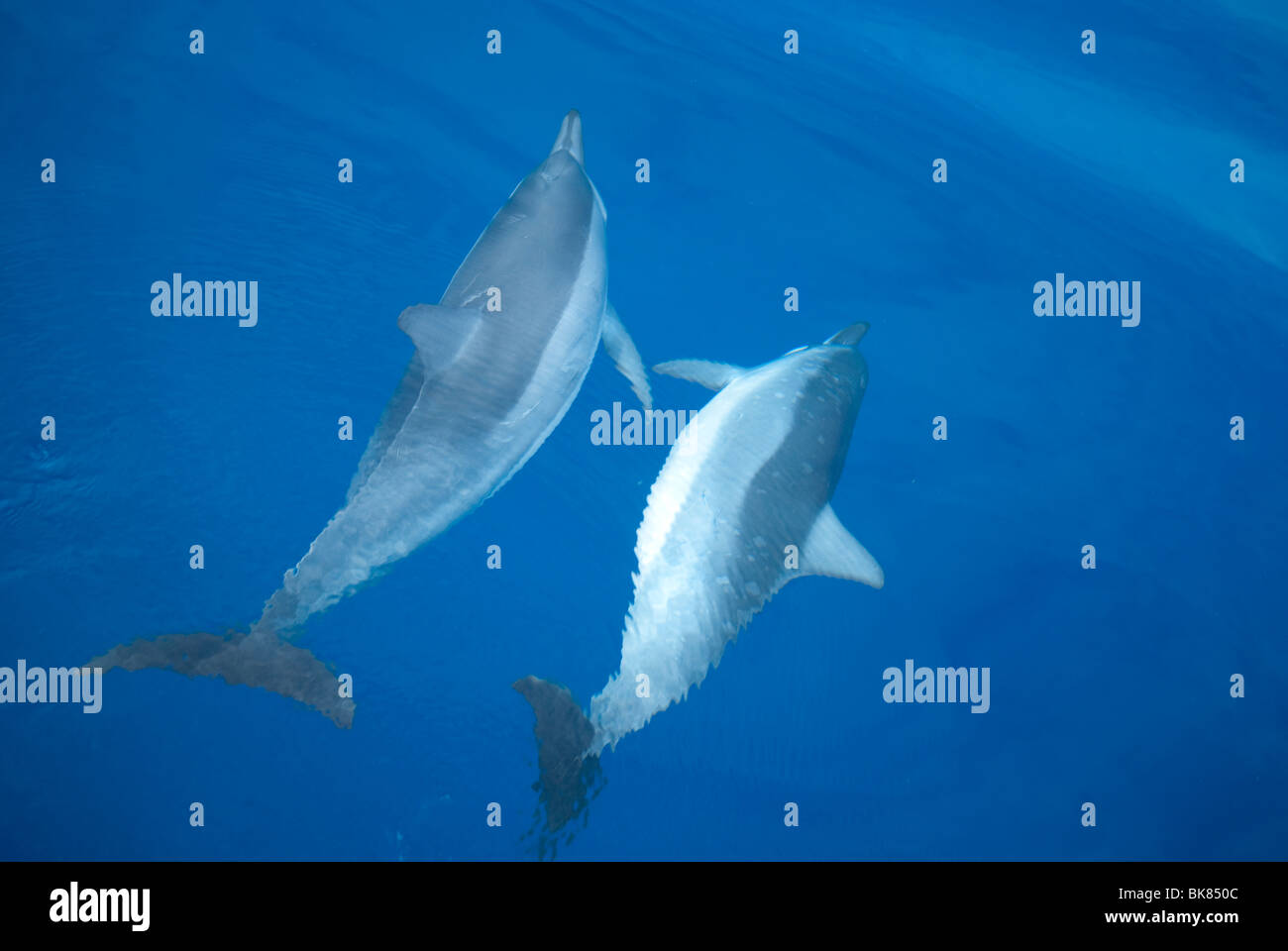 Due delfini nuotare nell'oceano pacifico vicino a Hawaii, durante la cerimonia di accoppiamento Foto Stock