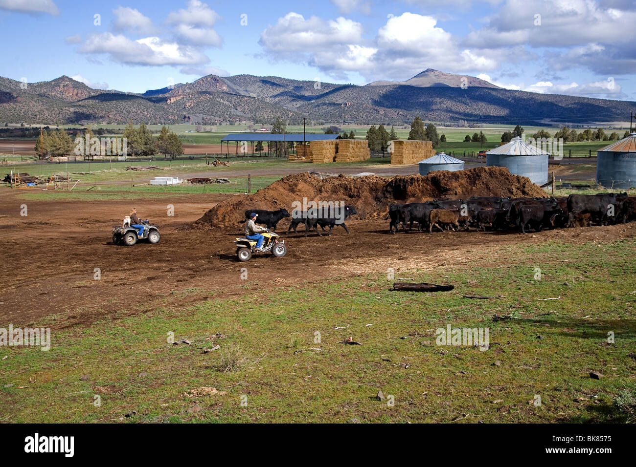 Un moderno cowboy su un ATV veicolo fuoristrada tornate fino ad un allevamento di bestiame per il branding su un grande ranch di bestiame nel centro di Oregon Foto Stock