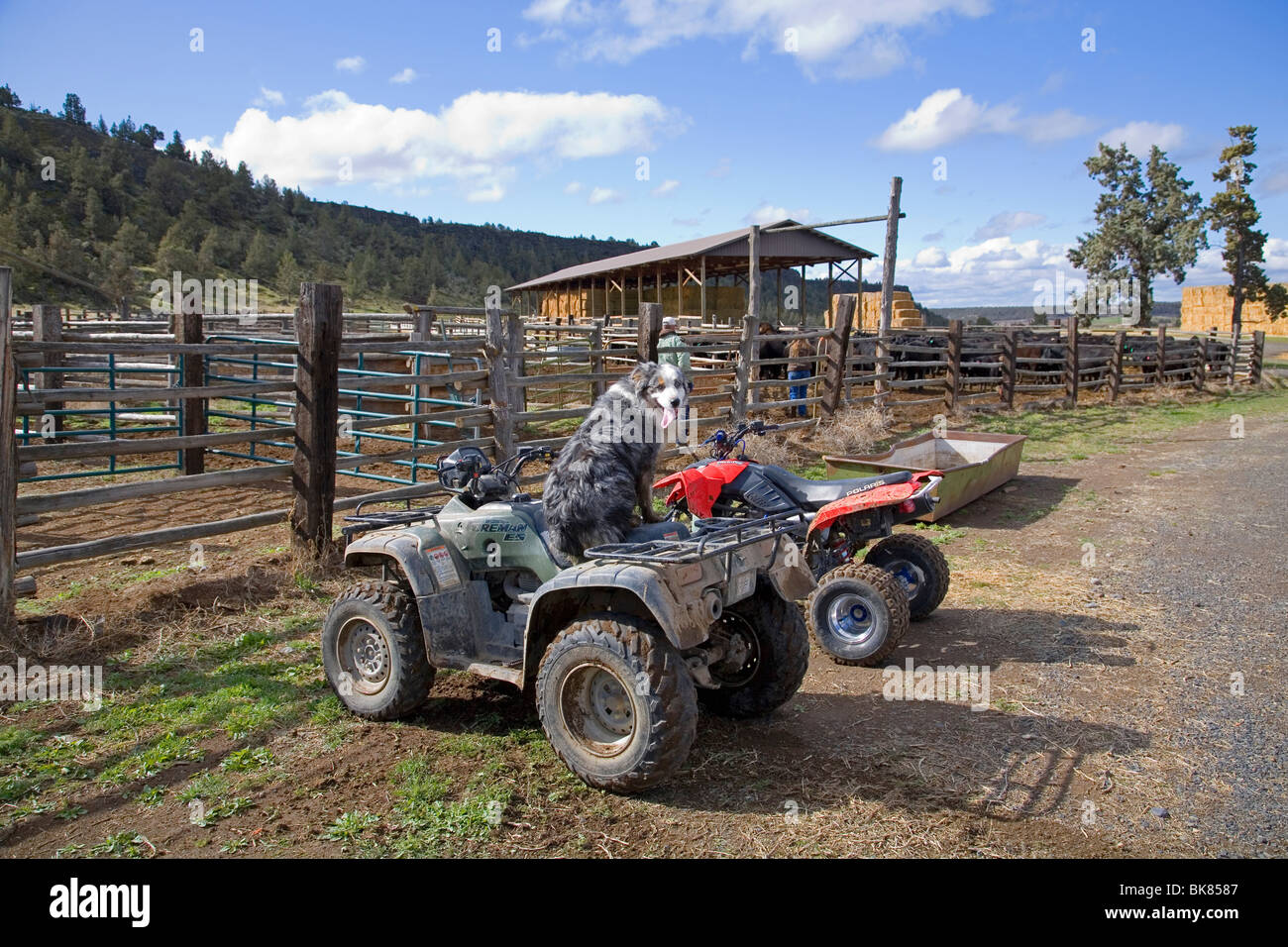 Un pastore australiano imbrancandosi cane su un ATV veicolo fuoristrada Foto Stock