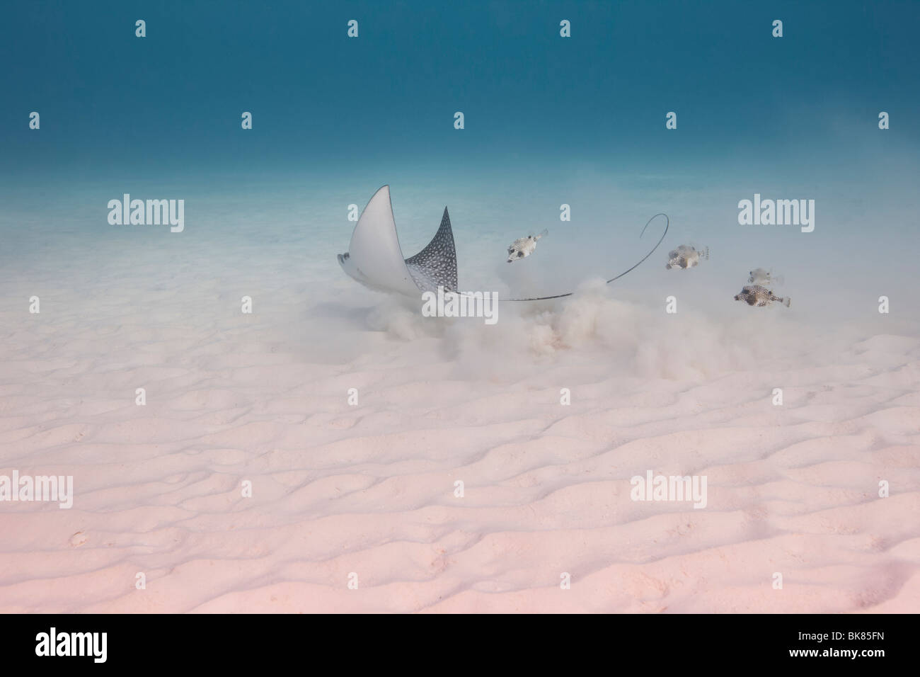 Raggio di aquila chiazzato (Aetobatus narinari) e Smooth Trunkfish (Lactophrys triqueter) alimentazione sul fondo sabbioso, Bonaire Foto Stock