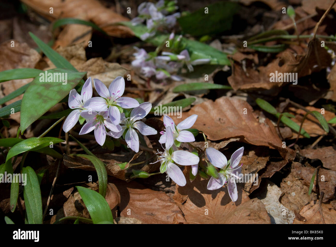 A stretta lasciava in Primavera di bellezza(Claytonia virginica) Primavera est Stati Uniti dalla foto Dembinsky Assoc Foto Stock