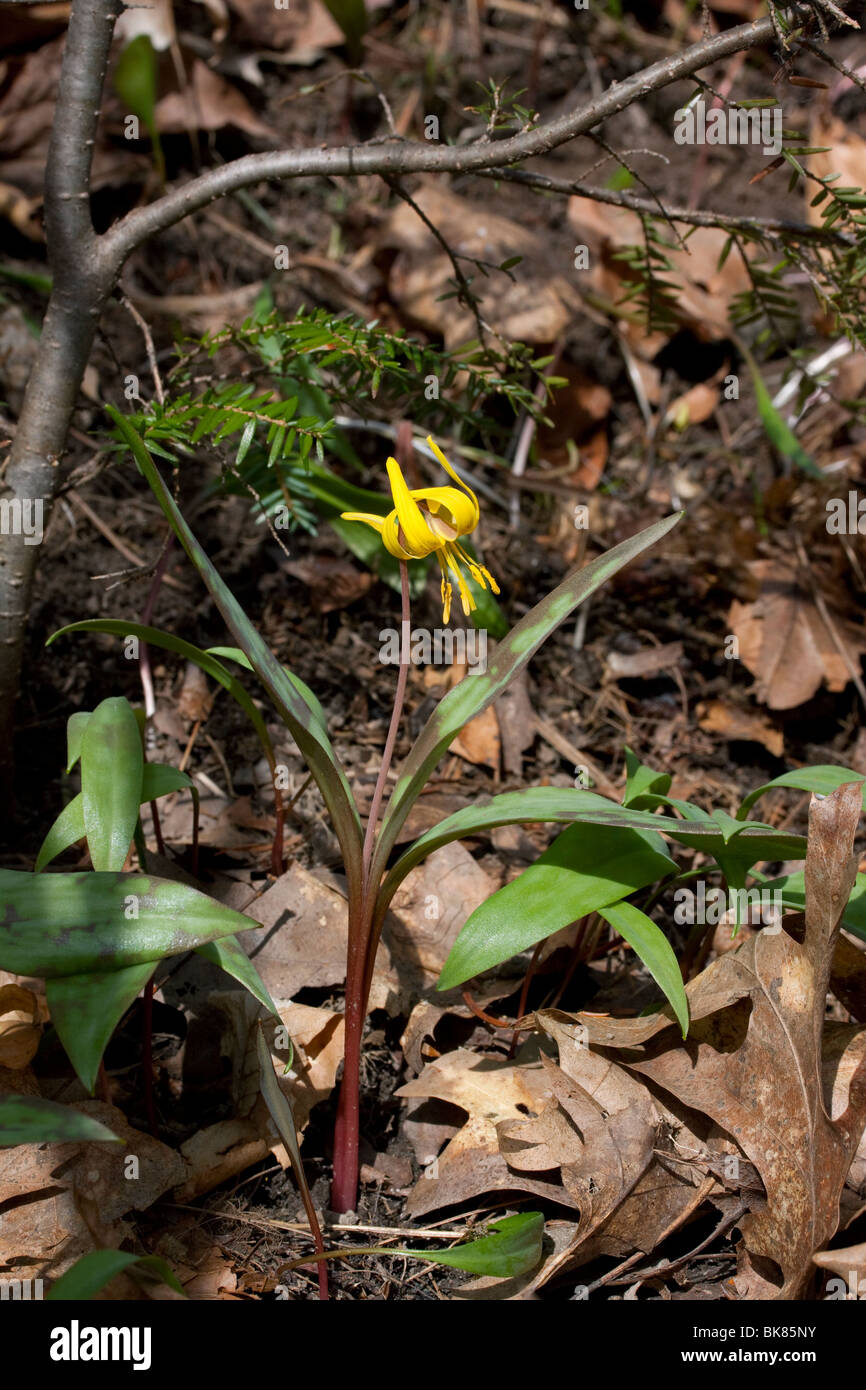 Il sommatore Linguetta gialla giglio di trote Erythronium americanum molla orientale di fiori selvaggi Stati Uniti Aprile da Dembinsky Foto Assoc Foto Stock