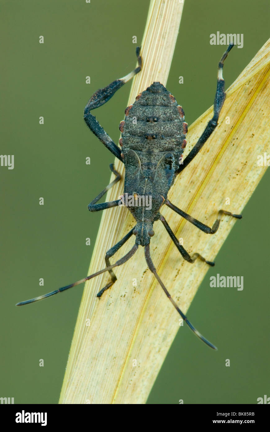 Adulto Squash Bug Anasa tristis USA orientale, da saltare Moody/Dembinsky Foto Assoc Foto Stock