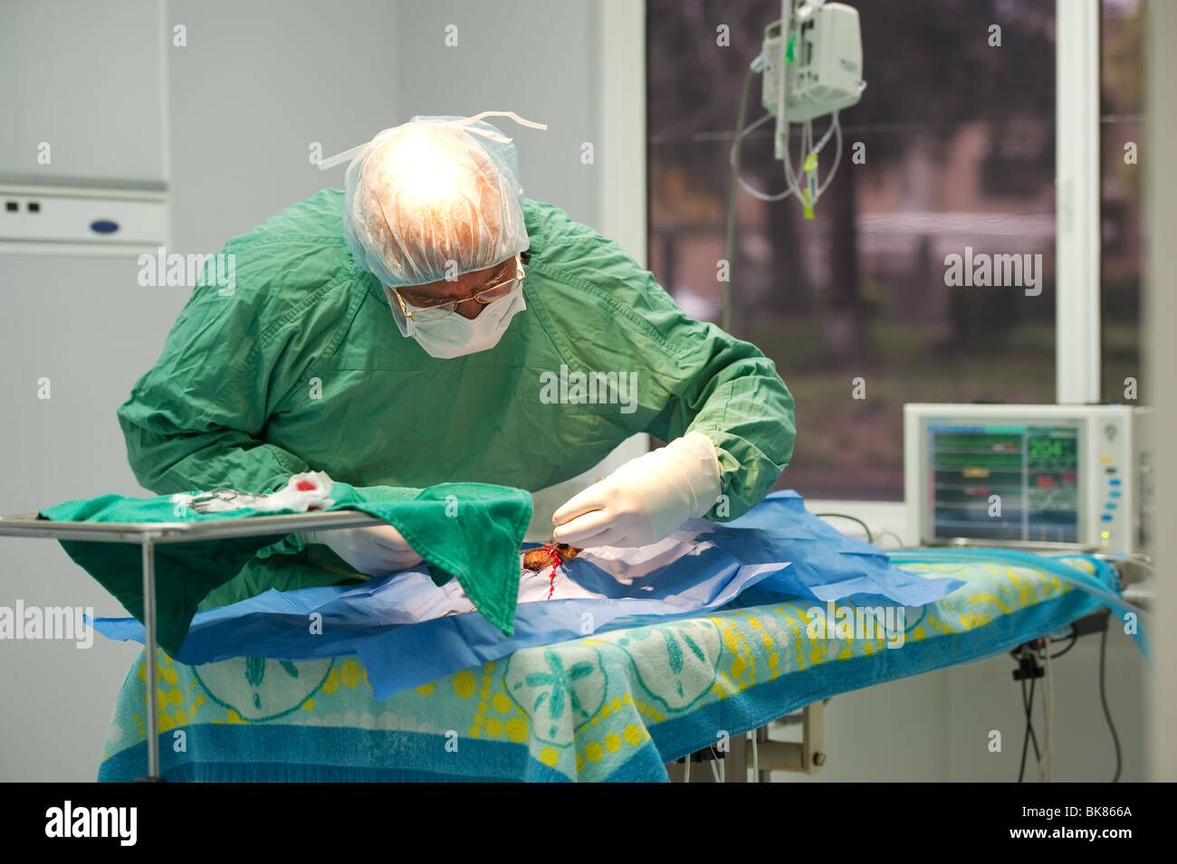 Un veterinario di eseguire l'intervento chirurgico su un gatto Foto Stock