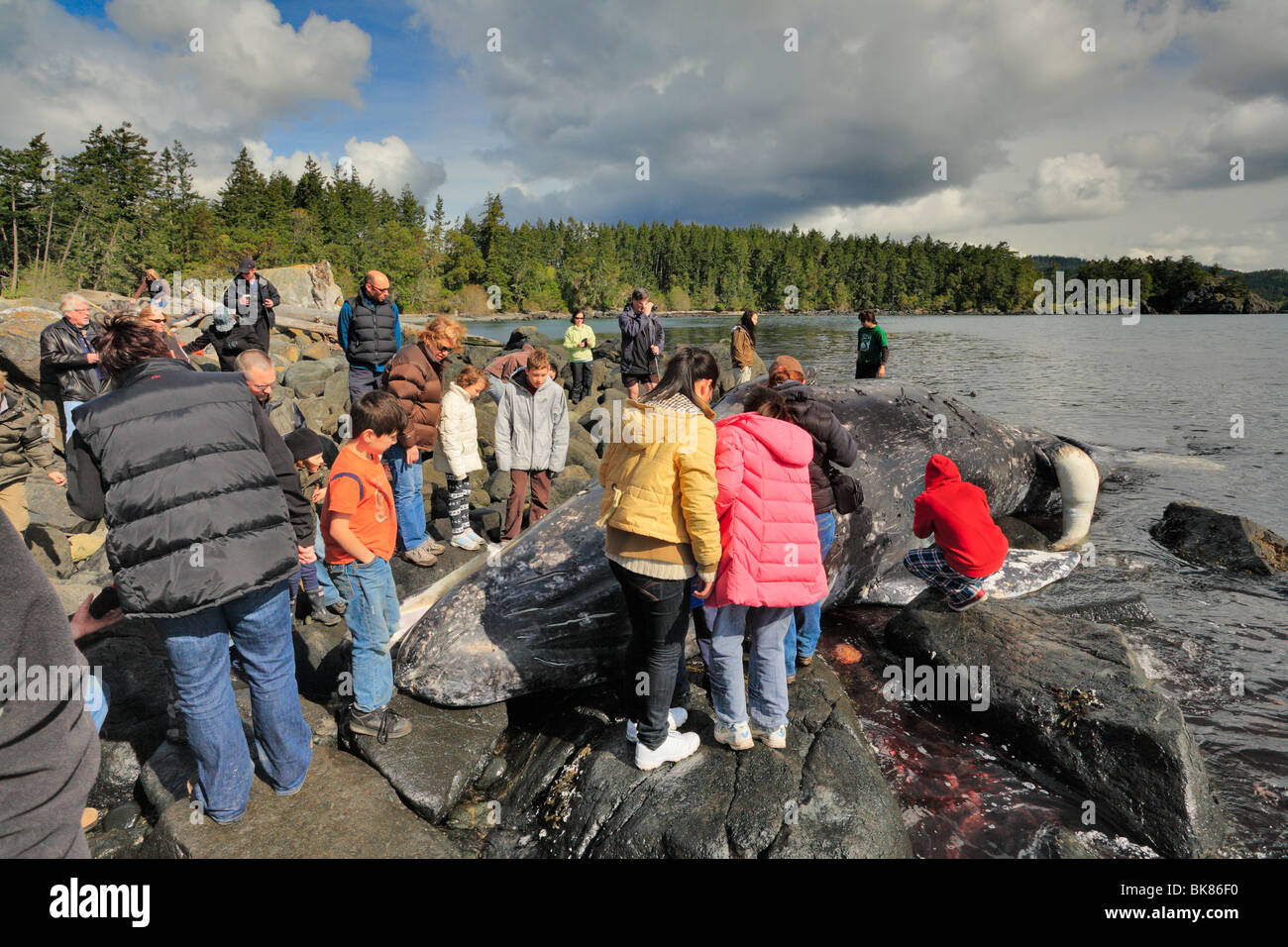 Visualizzazione curiosi morto giovane balena grigia sulla spiaggia-East Sooke Park, Metchosin, British Columbia, Canada. Foto Stock