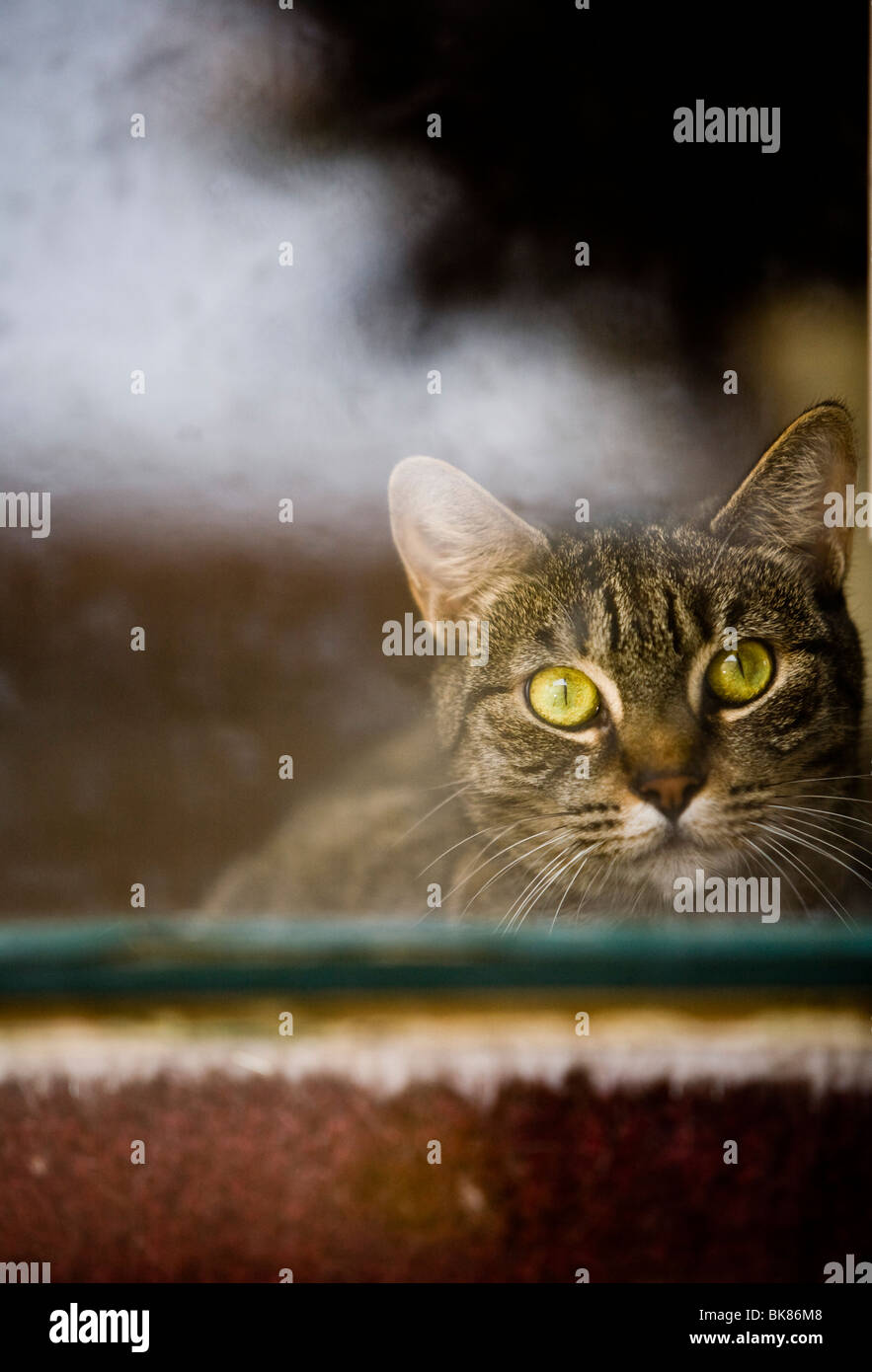 Gatti in una finestra, casa in Lawndale, Contea di Los Angeles, California, Stati Uniti d'America Foto Stock