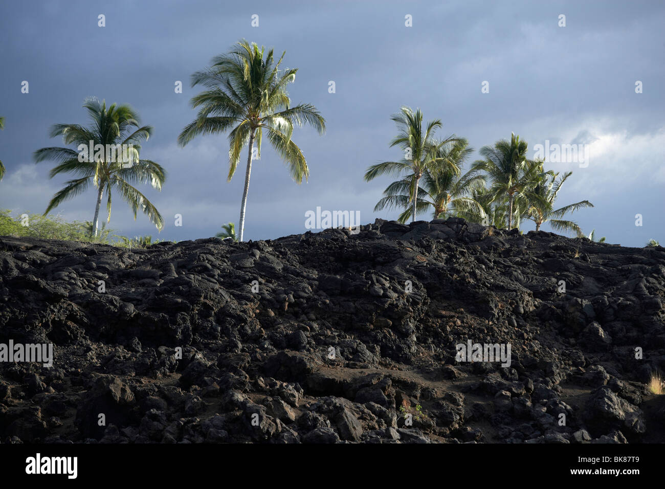 Le palme nel deserto di lava vicino Waikoloa sulla Big Island, Hawaii, STATI UNITI D'AMERICA Foto Stock