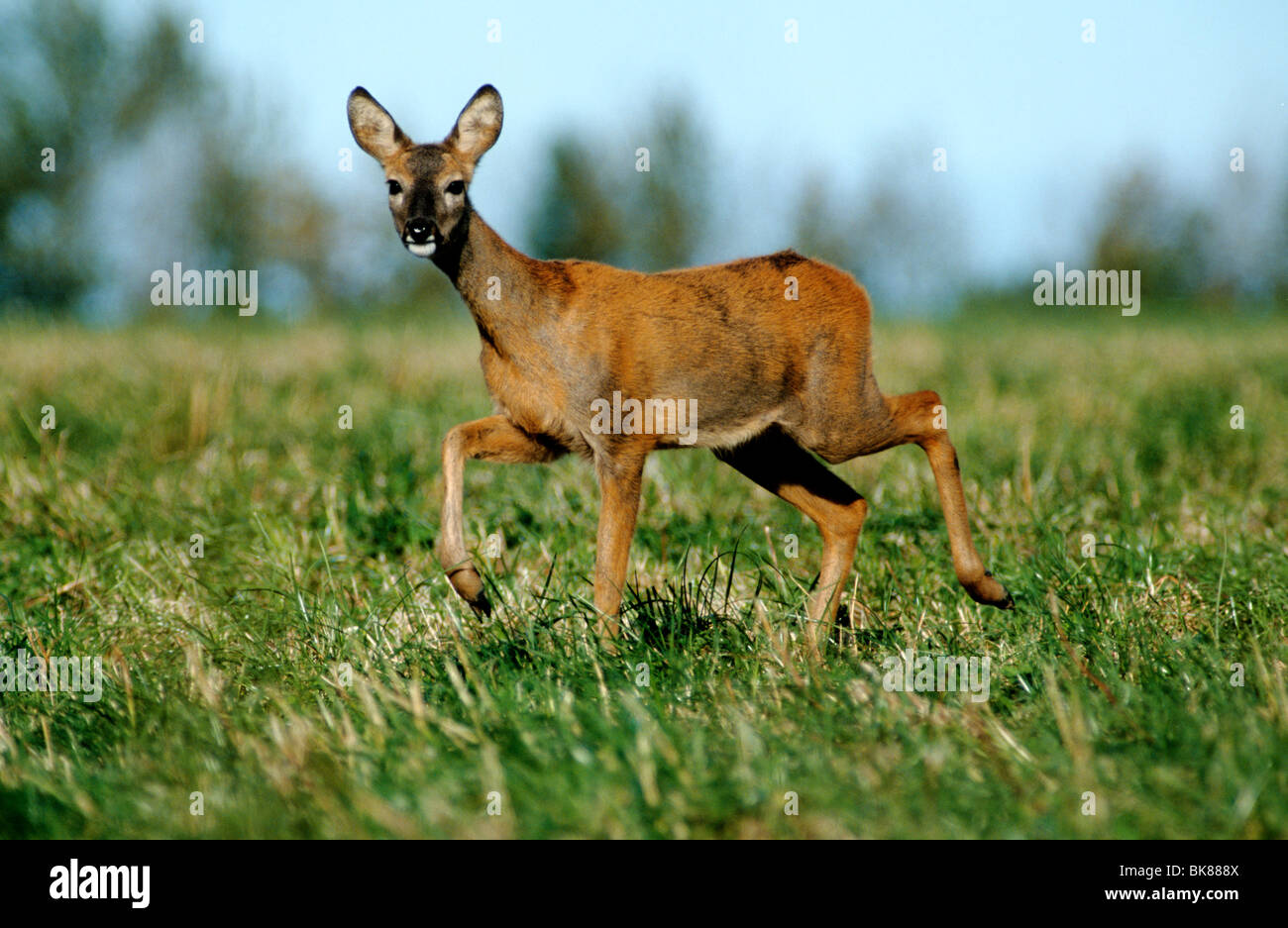 Unione Il capriolo (Capreolus capreolus), doe camminando con cautela attraverso l'erba, cambiando da estate a cappotto invernale Foto Stock