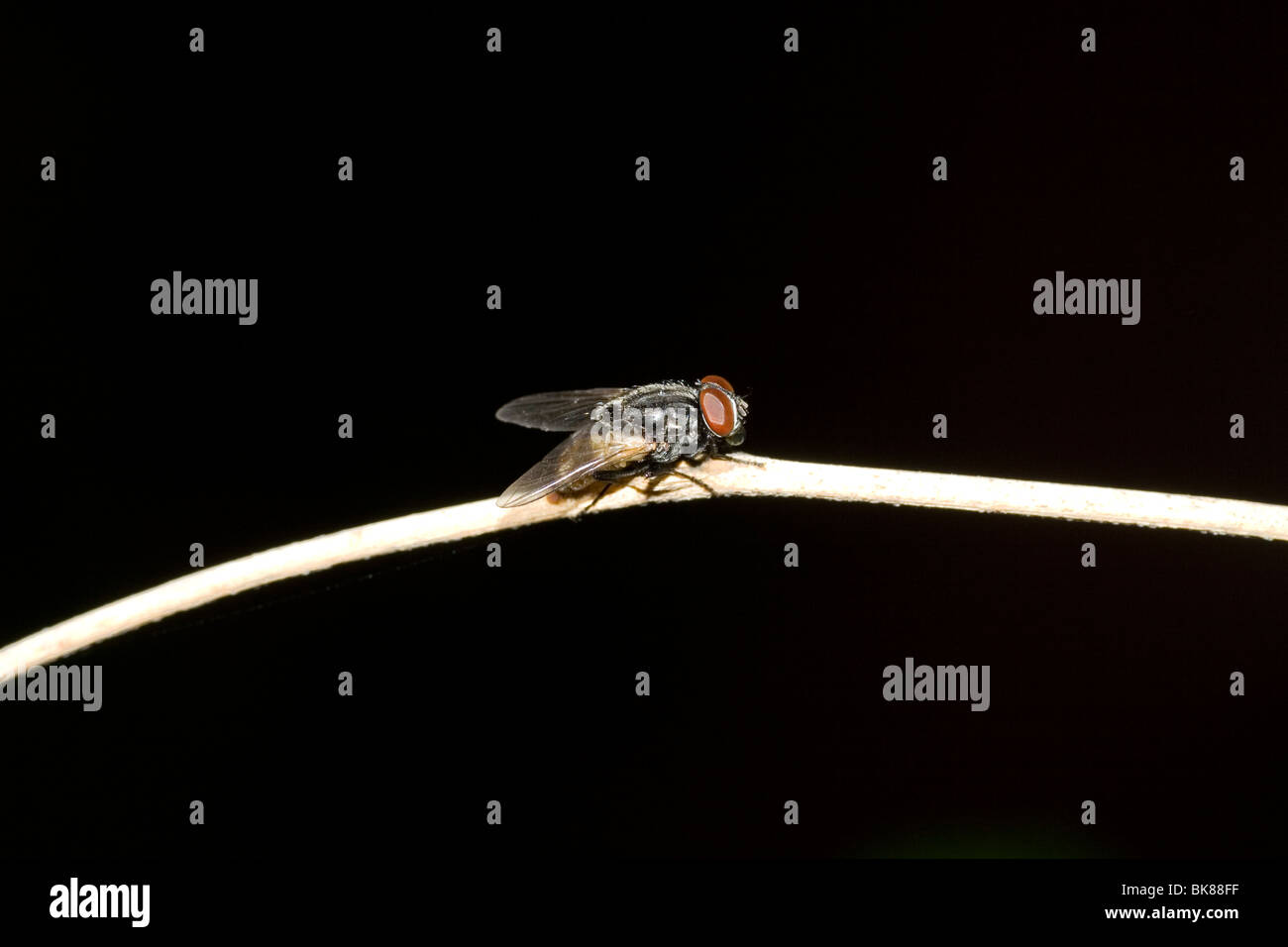 Una mosca di casa seduti su un ramoscello sfondo nero Foto Stock
