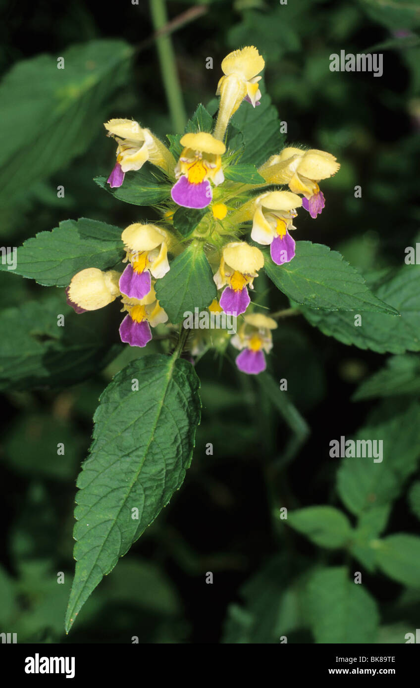 A FIORE GRANDE la canapa di ortica (Galeopsis speciosa) Foto Stock