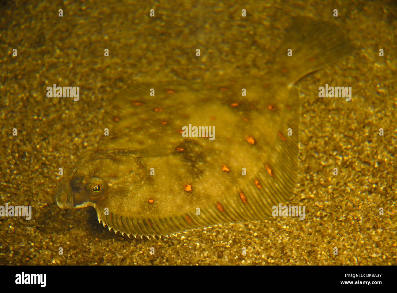 La Passera di mare, pesci piatti (Pleuronectes platessa) Foto Stock