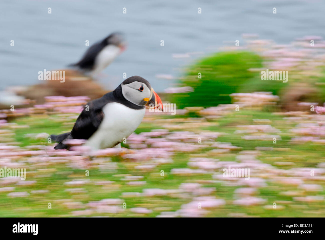 Esecuzione di Puffin (Fratercula arctica), Fair Isle, Shetland Scozia, Regno Unito, Europa Foto Stock