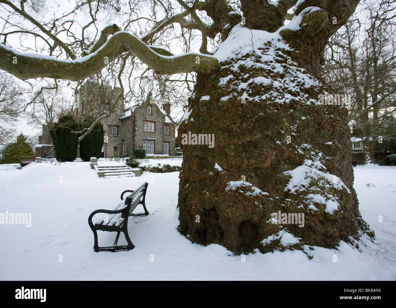 200 anni piano orientali di albero in Westgate giardini e casa torre utilizzato come ufficio del Primo Sindaco in Canterbury Kent, Regno Unito. Foto Stock