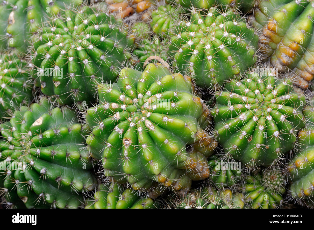 Luce verde dei ricci di mare cactus (calochlora Echinopsis), Mato Grosso, Brasile Foto Stock