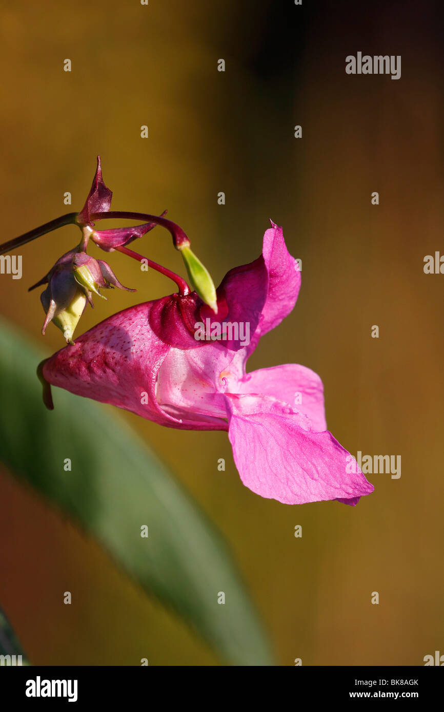 Himalayan (Balsamina Impatiens glandulifera), Blossom, vista laterale Foto Stock