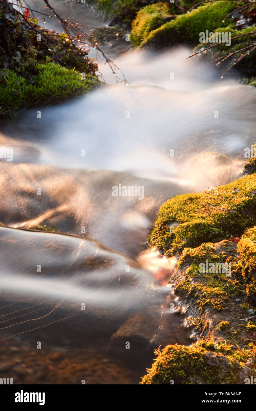 Un flusso in Holehird Gardens in Windermere, Lake District, UK. Foto Stock