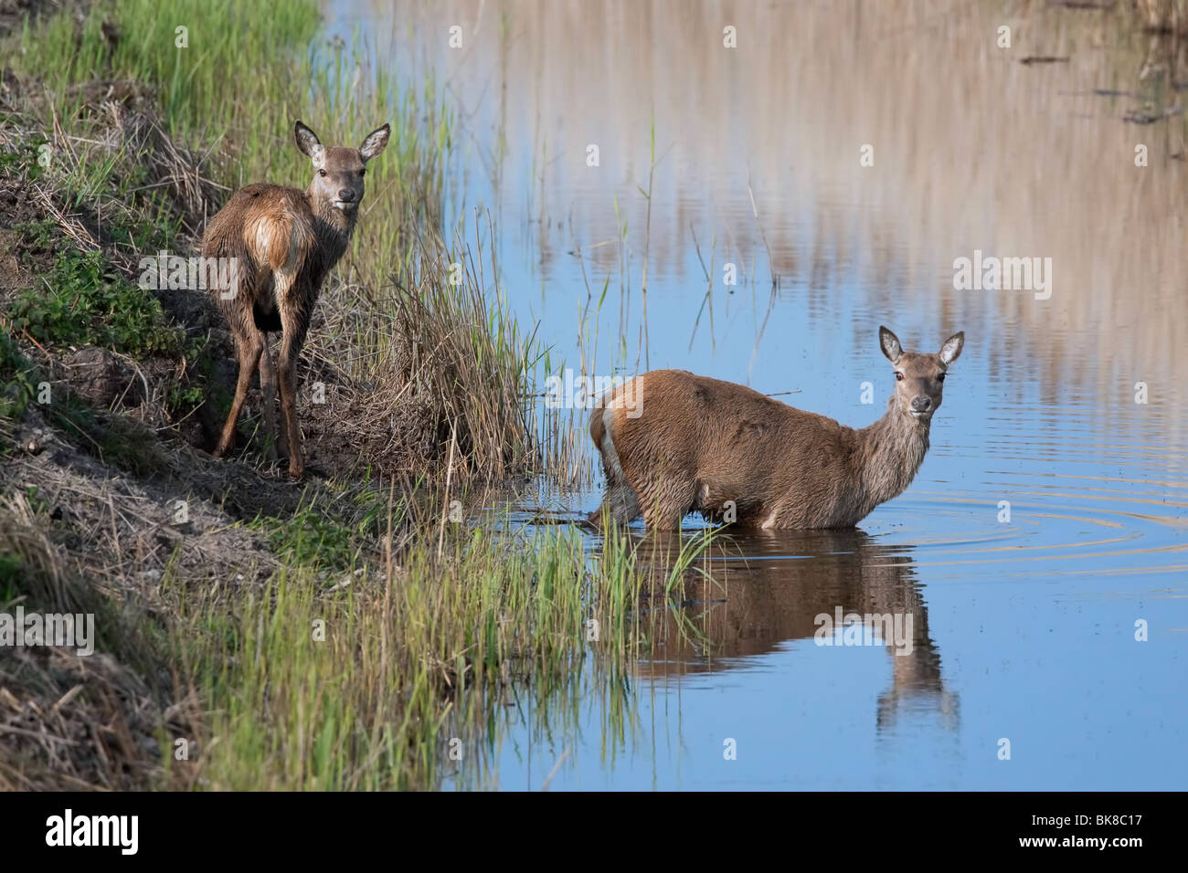Red Deer attraversando un flusso Foto Stock