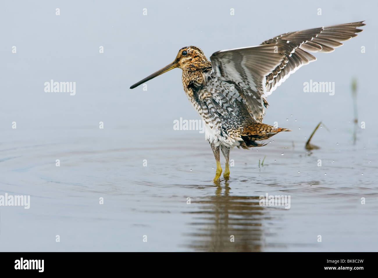 Snipe di balneazione in North Uist Scotland Regno Unito Foto Stock
