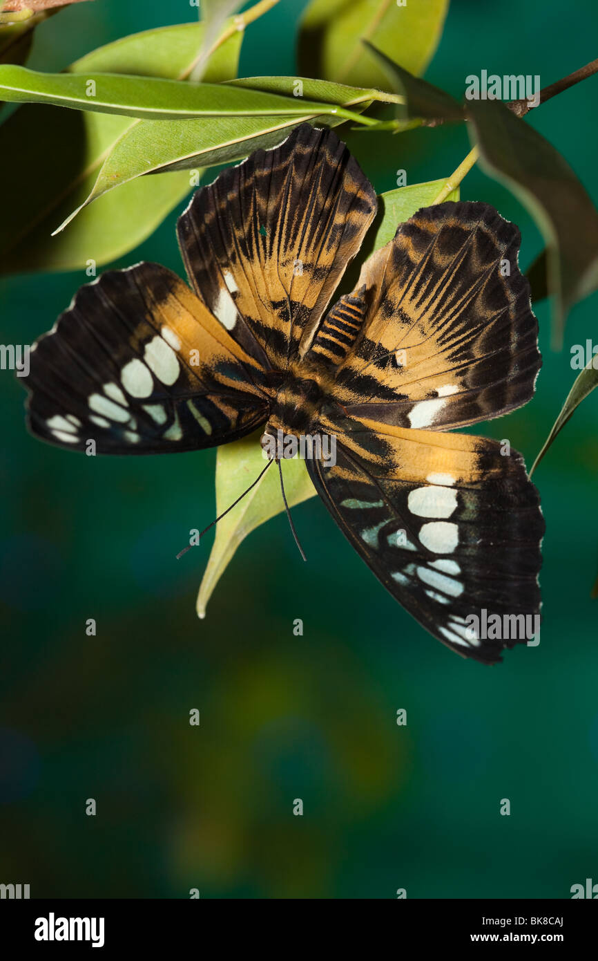 Parthenos silvia, Clipper. La bella di farfalle tropicali si siede sulla  pianta Foto stock - Alamy