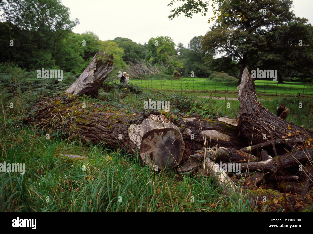 Muckross House e giardini, nella contea di Kerry, Irlanda, nel settembre 2009. Foto Stock