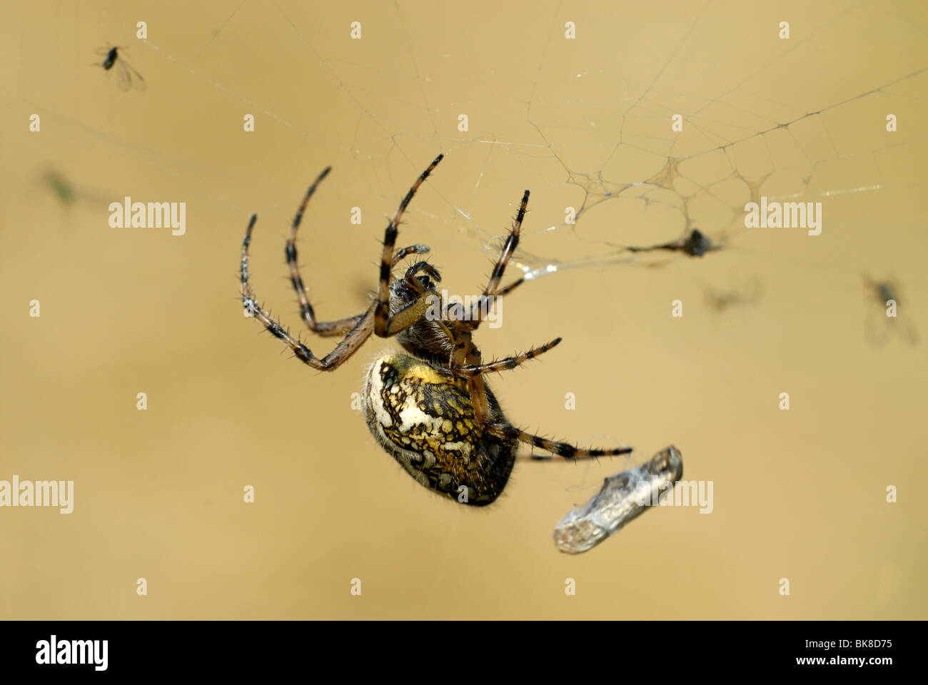 Oak Spider (Aculepeira ceropegia) in mezzo alla sua preda Foto Stock
