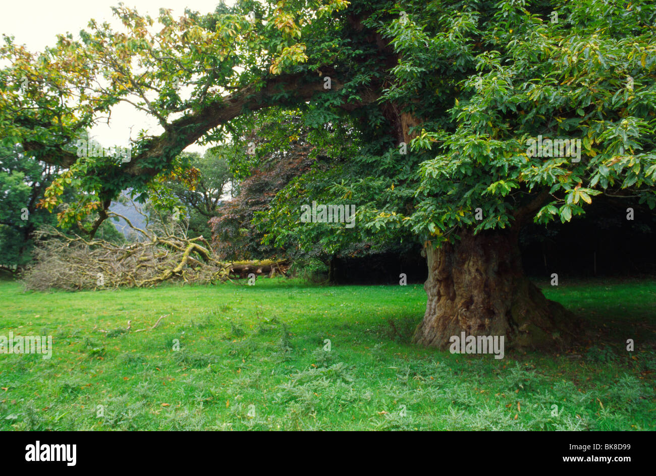 Muckross House e giardini, nella contea di Kerry, Irlanda, nel settembre 2009. Foto Stock