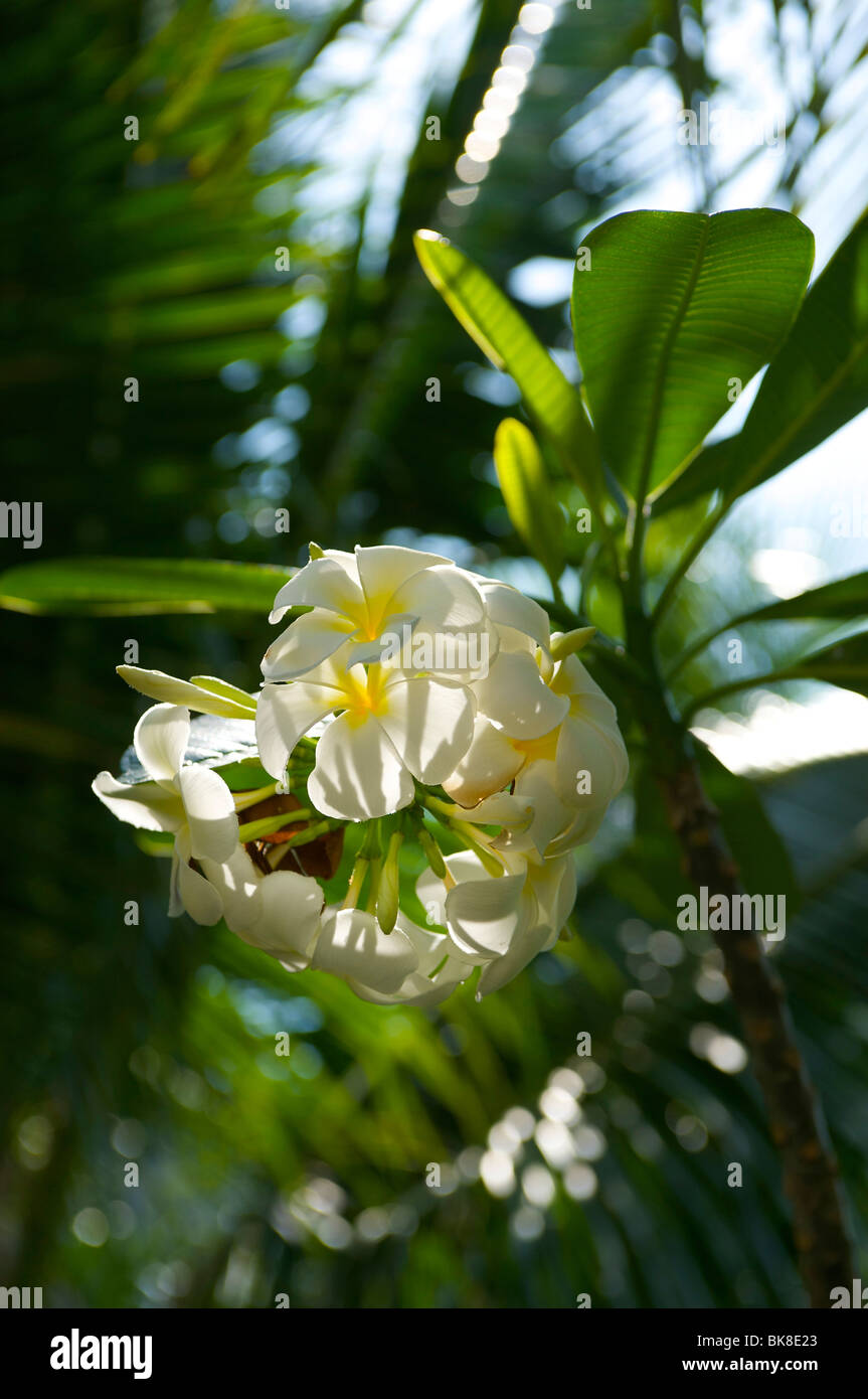 Fiore di frangipani, Thailandia, Asia Foto Stock