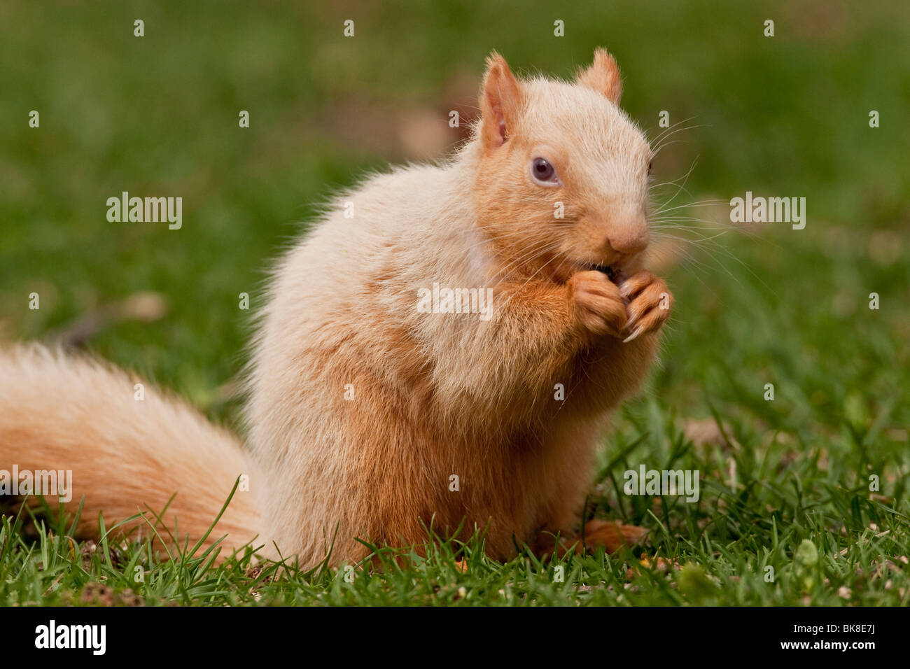 Albino Fox Squirrel sul terreno. Foto Stock