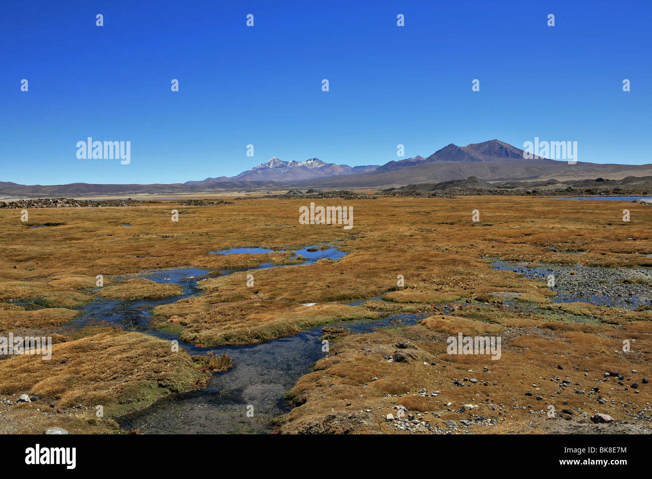 In Bofedal Parinacota, Cile Foto Stock