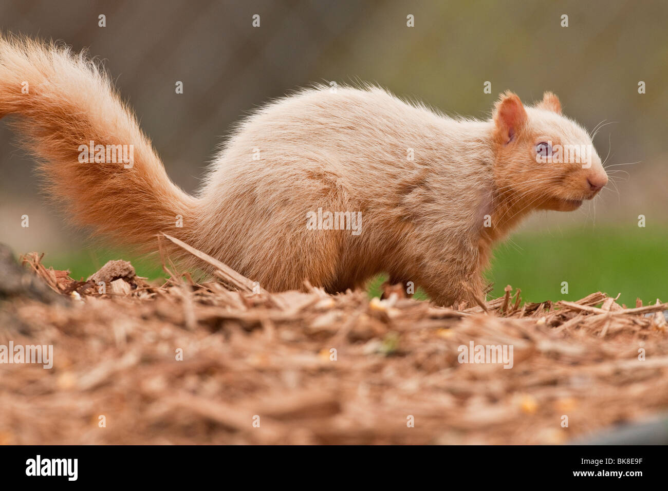 Albino Fox Squirrel sul terreno. Foto Stock