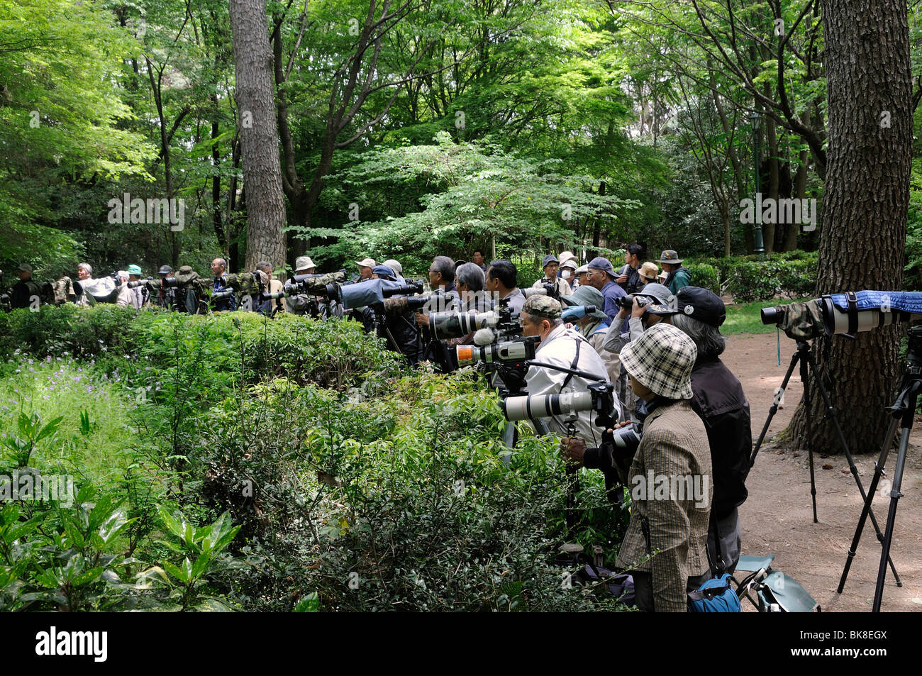 Giapponese fotografi amatoriali in attesa per un giapponese flycatcher nel giardino esterno del Palazzo Imperiale, Palazzo Imperiale, K Foto Stock