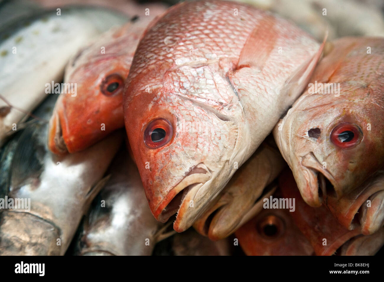 Fresco intero red snapper accatastate per la vendita in un contatore di pesce in Benito Juarez di mercato Messico Oaxaca Foto Stock