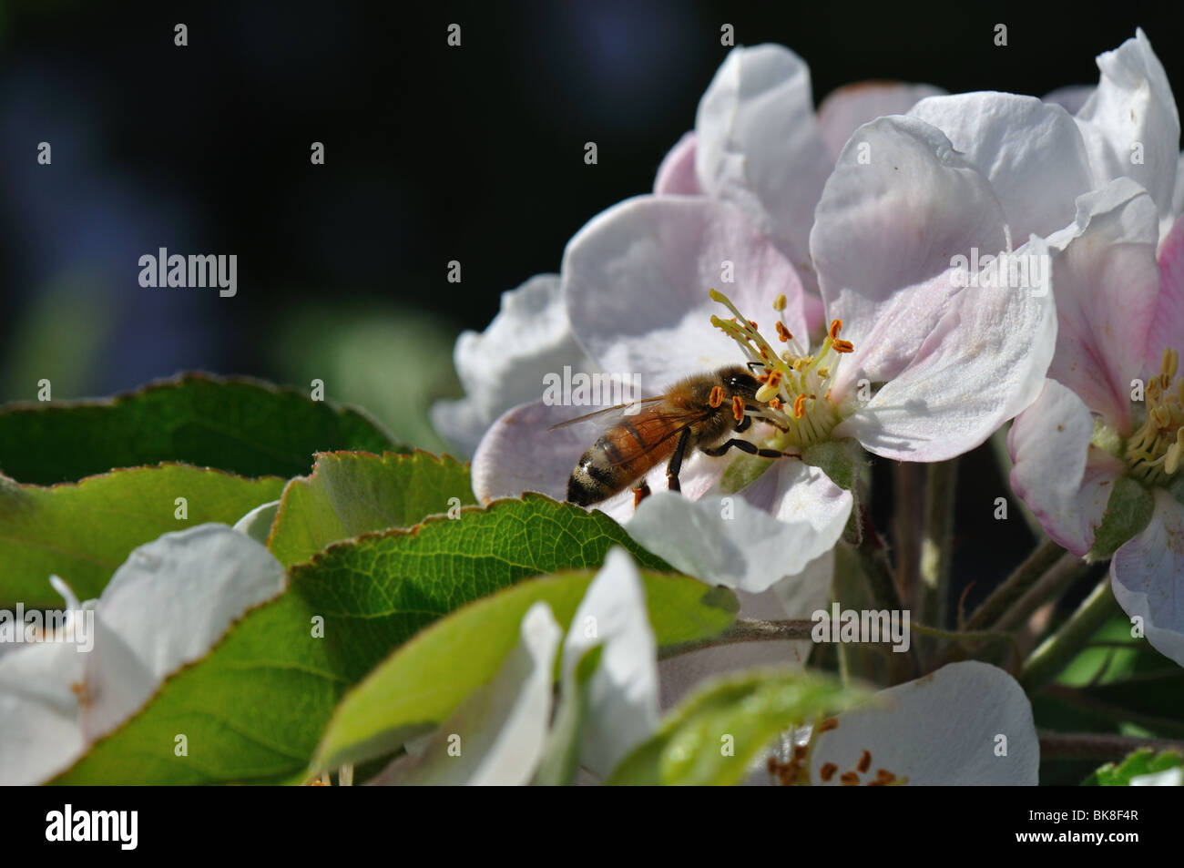 Il miele delle api e Apple Blossom Foto Stock