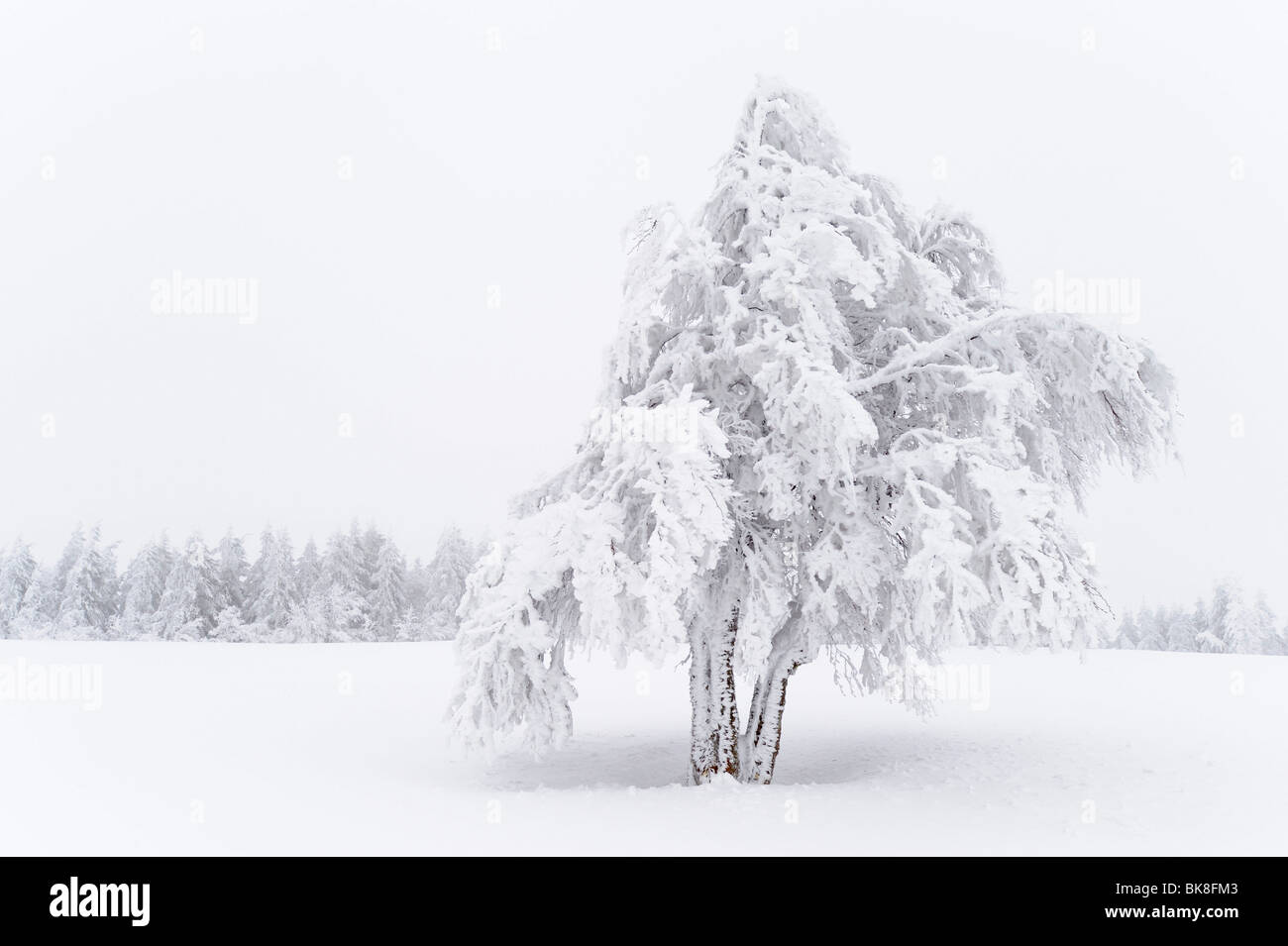 Coperte di neve il rame faggio (Fagus sylvatica), Schauinsland, Foresta Nera meridionale, Baden-Wuerttemberg, Germania, Europa Foto Stock