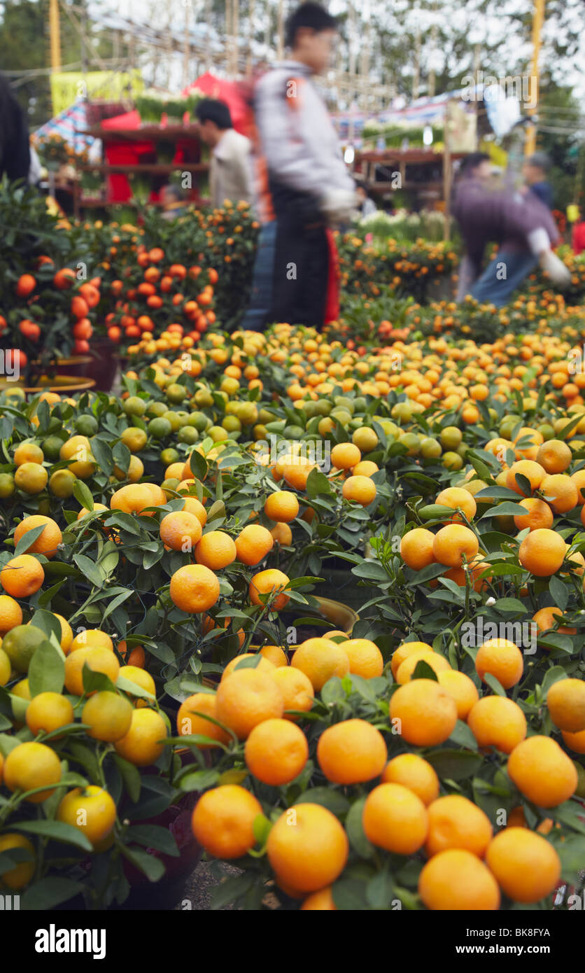 Kumquat (cumquat) alberi per la vendita al mercato dei fiori per il Capodanno cinese, Mongkok, Kowloon, Hong Kong, Cina Foto Stock
