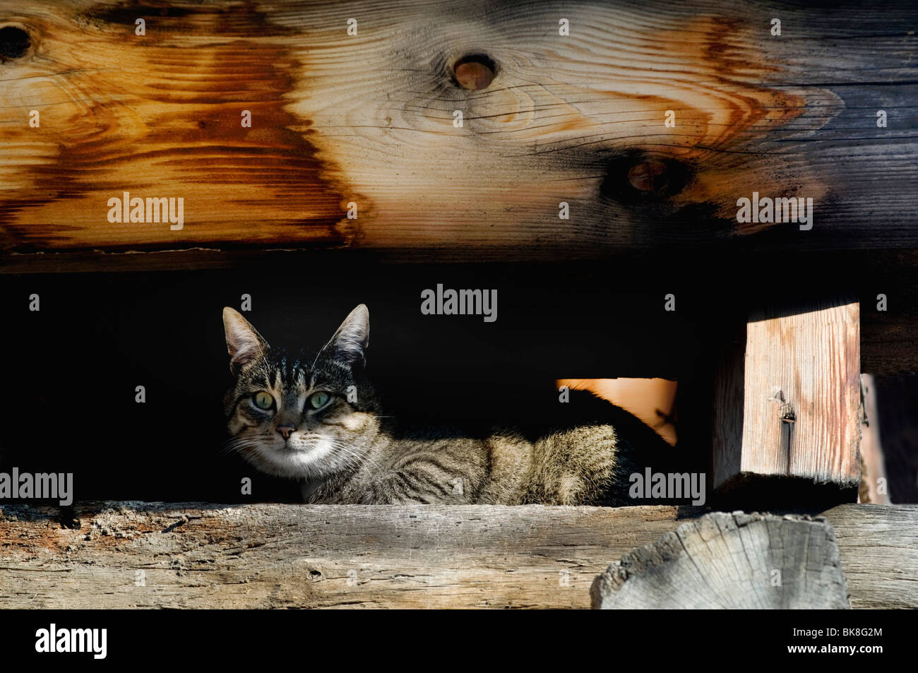 Gatto accovacciato sotto il vecchio quadro del tetto Foto Stock