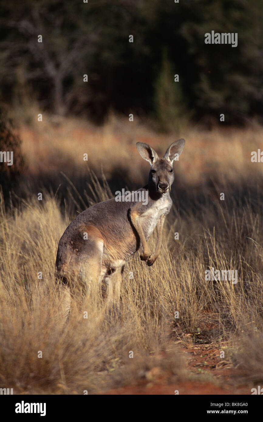 Canguro rosso (Macropus rufus), Outback, Territorio del Nord, l'Australia Foto Stock