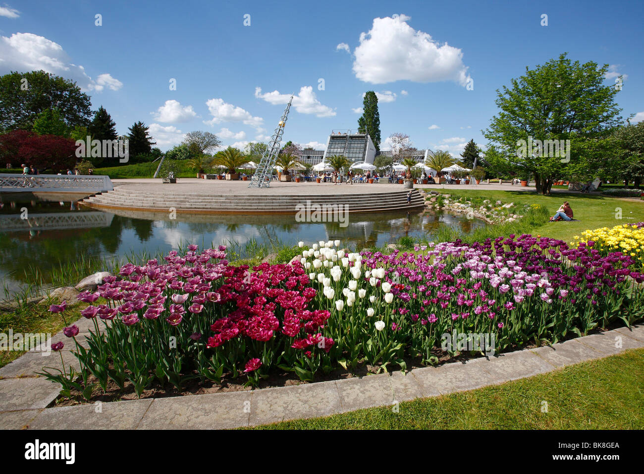 Tulipan, tulipani fiorisce in piazza Kalenderplatz, Britzer Garten park a Berlino, Germania, Europa Foto Stock