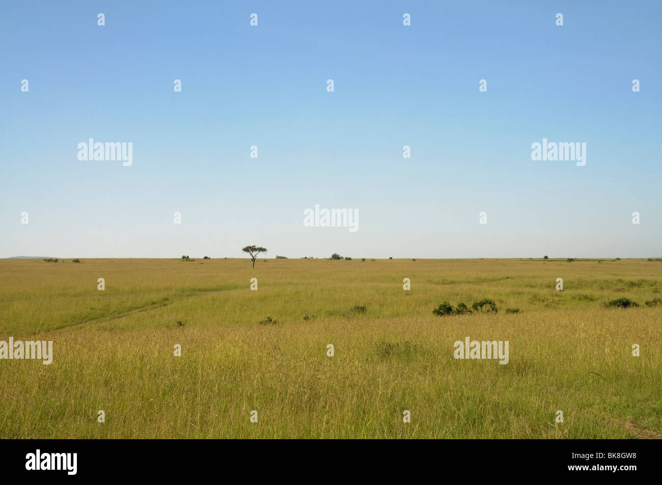 Un paesaggio di prati savannah nel Serengeti plain (Masai Mara) Foto Stock