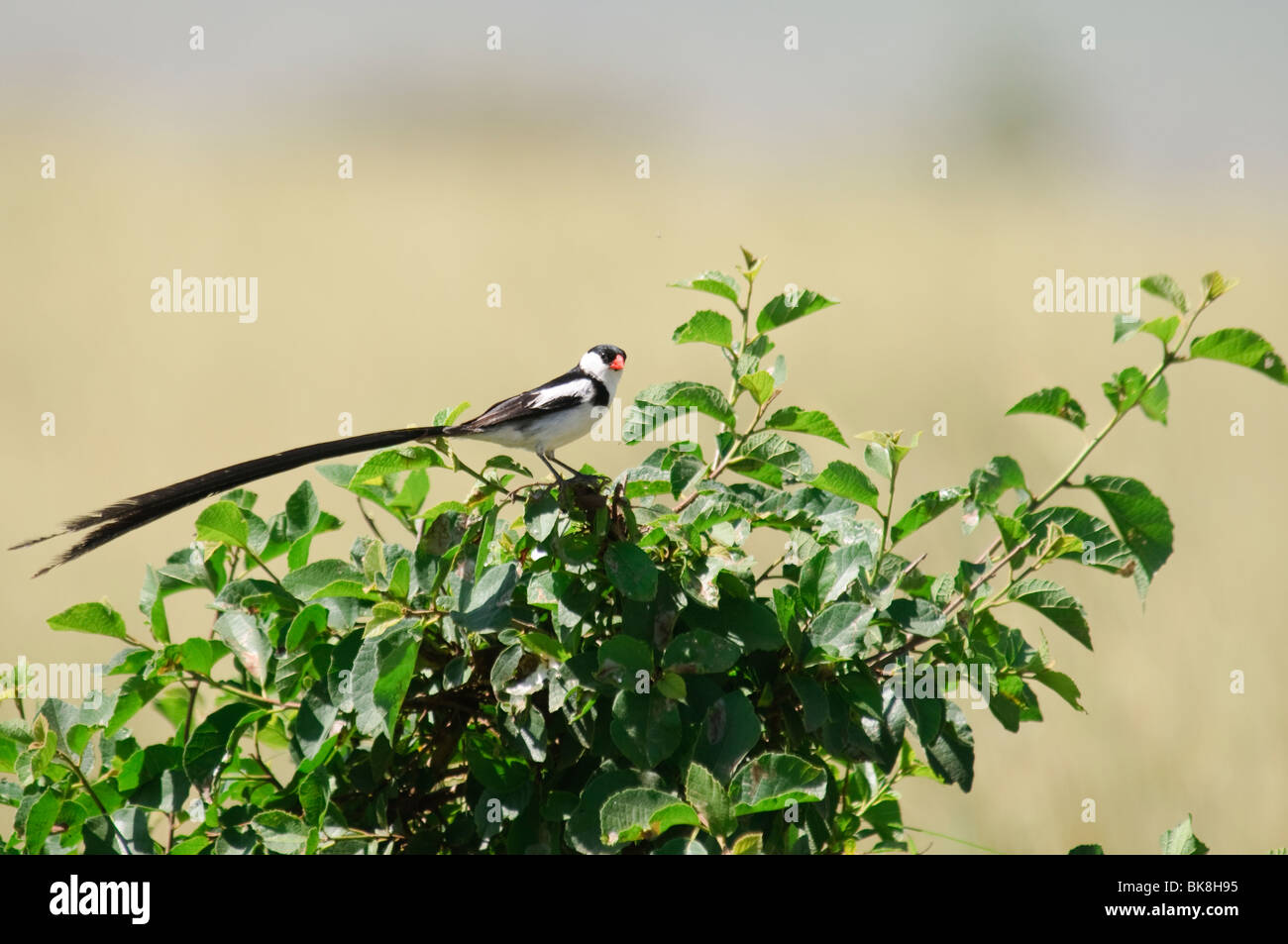 Pin-tailed Vedova orientale del Vidua macroura Foto Stock