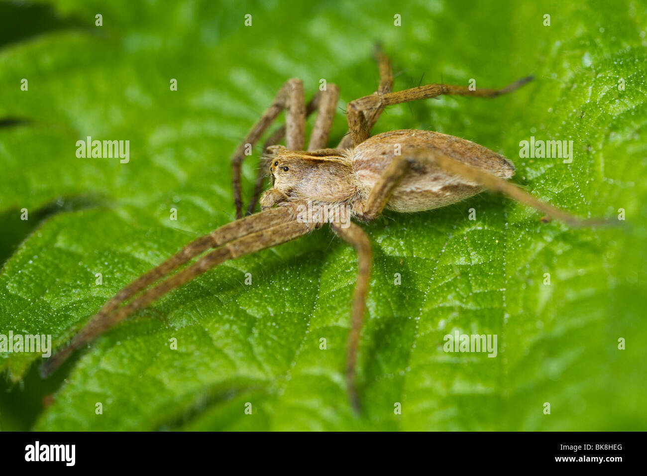 Vivaio spider web (Pisaura mirabilis) Foto Stock