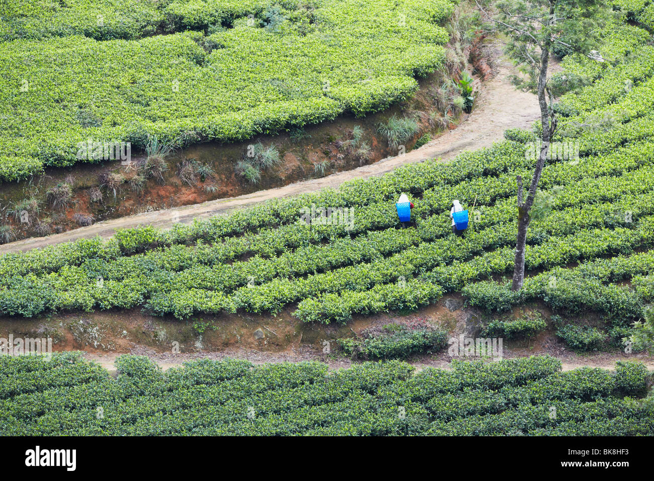 Raccoglitori di tè a Pedro Tea Break, Nuwara Eliya, Sri Lanka Foto Stock