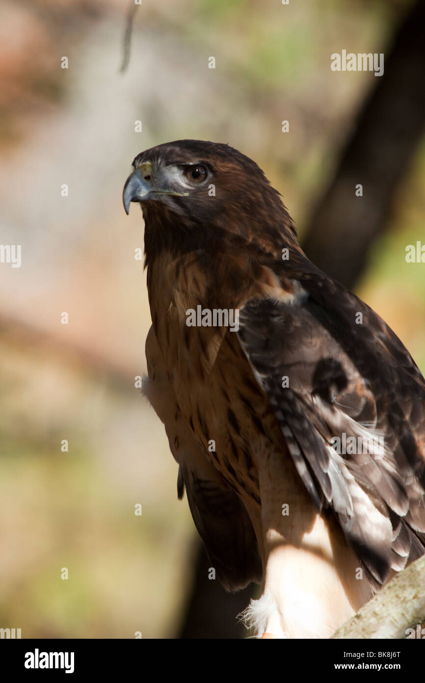 Questo red-tailed hawk presso il fiume Pocomoke parco dello Stato del Maryland è sotto la cura del servizio del parco nazionale. Foto Stock