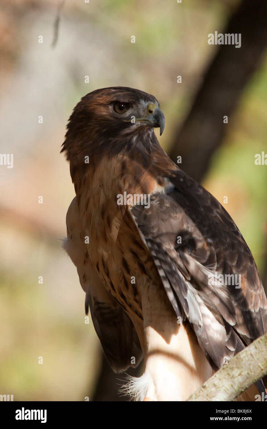 Questo red-tailed hawk presso il fiume Pocomoke parco dello Stato del Maryland è sotto la cura del servizio del parco nazionale. Foto Stock