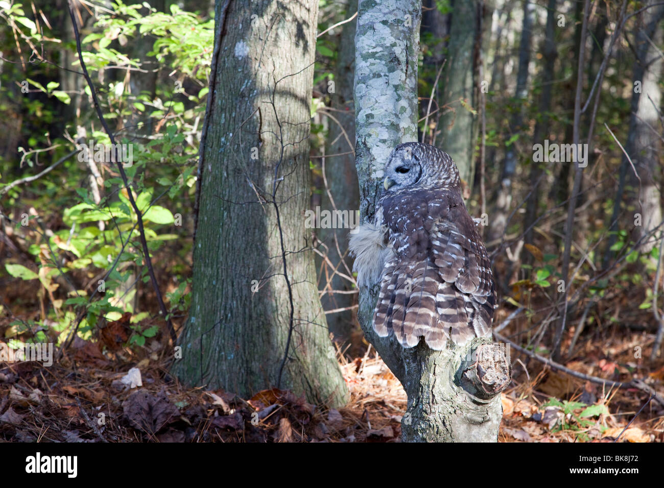 Questo impedito il gufo presso il fiume Pocomoke parco dello Stato del Maryland è sotto la cura del servizio del parco nazionale. Foto Stock